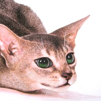 Malarstwo zatytułowany „Abessinier Katze” autorstwa Anita Burnaz, Oryginalna praca, Akwarela
