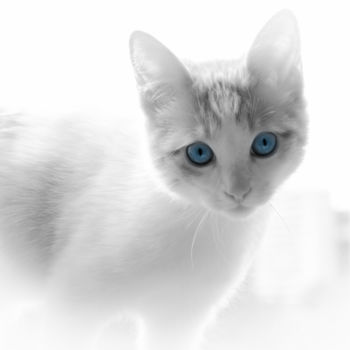 "The blue eyes." başlıklı Fotoğraf Silvia Marcoschamer tarafından, Orijinal sanat, Dijital Fotoğrafçılık