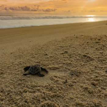 Fotografie getiteld "Newborn Black Turtle" door Silvia Marcoschamer, Origineel Kunstwerk, Digitale fotografie