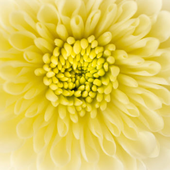 "Yellow Crisantema" başlıklı Fotoğraf Silvia Marcoschamer tarafından, Orijinal sanat, Dijital Fotoğrafçılık
