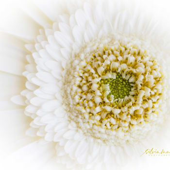 Fotografie getiteld "White Gerbera" door Silvia Marcoschamer, Origineel Kunstwerk, Digitale fotografie