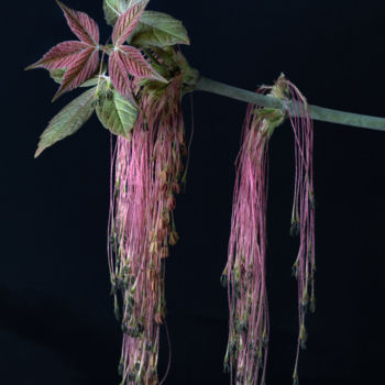 Fotografie getiteld "Hanging Flower" door Silvia Marcoschamer, Origineel Kunstwerk, Digitale fotografie