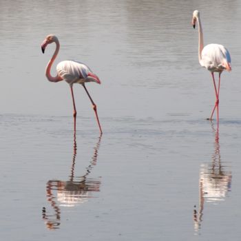 Photographie intitulée "reflets" par Martine Maury, Œuvre d'art originale, Photographie non manipulée