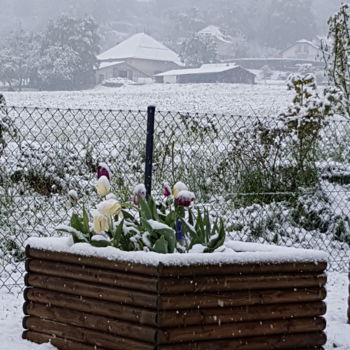 Φωτογραφία με τίτλο "Neige à Blonay Suis…" από Carlos Vieira, Αυθεντικά έργα τέχνης, Μη χειραγωγημένη φωτογραφία