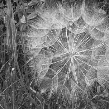 Photographie intitulée "fleur de pissenlit" par Martine Maury, Œuvre d'art originale, Photographie non manipulée