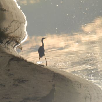 Photographie intitulée "forme et oiseau" par Martine Maury, Œuvre d'art originale, Photographie non manipulée