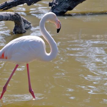 Photographie intitulée "le flamant rose" par Martine Maury, Œuvre d'art originale, Photographie non manipulée