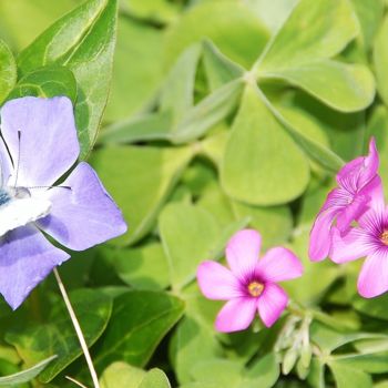 Photographie intitulée "Papillon et pervenc…" par Martine Maury, Œuvre d'art originale, Photographie non manipulée