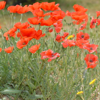 Photographie intitulée "coquelicots" par Martine Maury, Œuvre d'art originale, Photographie non manipulée