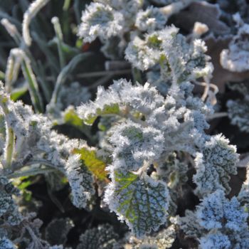 Photographie intitulée "Givre" par Martine Maury, Œuvre d'art originale, Photographie non manipulée