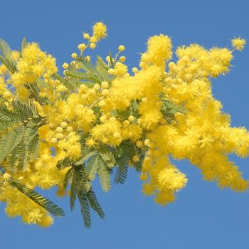 Photographie intitulée "mimosa" par Martine Maury, Œuvre d'art originale, Photographie non manipulée