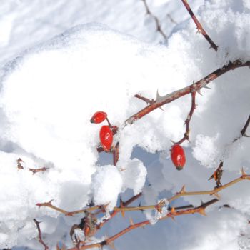 Photographie intitulée "rouge et blanc" par Martine Maury, Œuvre d'art originale, Photographie non manipulée