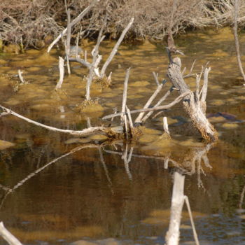 Photographie intitulée "bois j'adore" par Martine Maury, Œuvre d'art originale, Photographie non manipulée