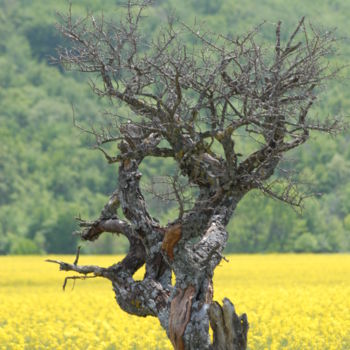 Photographie intitulée "sainte baume" par Martine Maury, Œuvre d'art originale, Photographie non manipulée