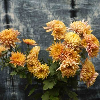 Photographie intitulée "Orange botany" par Sumit Ratta, Œuvre d'art originale, Photographie numérique