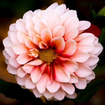 Fotografie getiteld "Dahlia" door Silvia Marcoschamer, Origineel Kunstwerk, Digitale fotografie