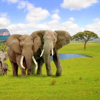 "Animals of Africa.…" başlıklı Dijital Sanat Radiy Bohem tarafından, Orijinal sanat, Fotoşoplu fotoğrafçılık