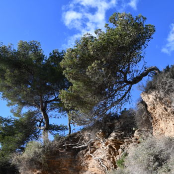 Photographie intitulée "pins et ciel bleu" par Martine Maury, Œuvre d'art originale, Photographie non manipulée