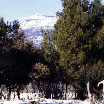 Photographie intitulée "les garrigues en hi…" par Martine Maury, Œuvre d'art originale, Photographie non manipulée