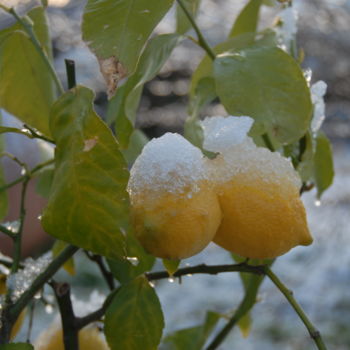 Photographie intitulée "citrons givrés" par Martine Maury, Œuvre d'art originale, Photographie non manipulée