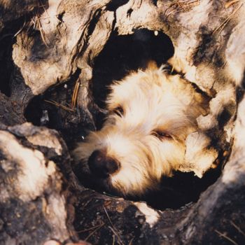 Photographie intitulée "clochette dans l'ol…" par Martine Maury, Œuvre d'art originale, Photographie non manipulée
