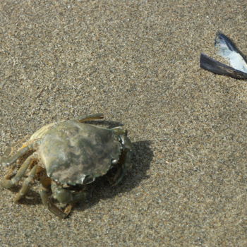 Photographie intitulée "le crabe et la moule" par Martine Maury, Œuvre d'art originale, Photographie non manipulée