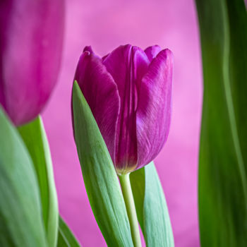 Fotografie getiteld "Purple Tulip" door Silvia Marcoschamer, Origineel Kunstwerk, Digitale fotografie