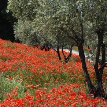 Photographie intitulée "tapis de coquelicots" par Martine Maury, Œuvre d'art originale, Photographie non manipulée