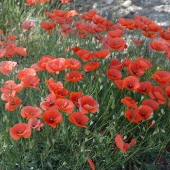 Photographie intitulée "coquelicots en avril" par Martine Maury, Œuvre d'art originale, Photographie non manipulée
