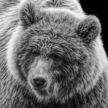 Photography titled "BALOO" by Atrayoux, Original Artwork, Manipulated Photography Mounted on Cardboard