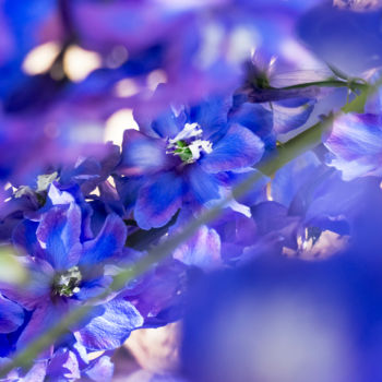 Фотография под названием "Between purple flow…" - Silvia Marcoschamer, Подлинное произведение искусства, Цифровая фотография