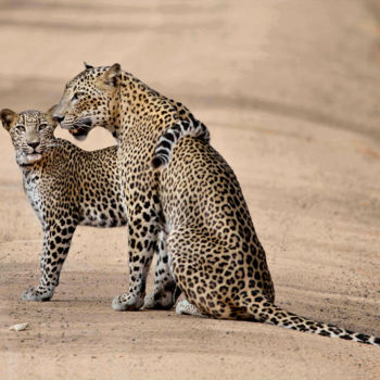 Fotografia intitolato "Mom’s Pride" da Chaminda Jayasekara, Opera d'arte originale, Fotografia digitale Montato su Altro pan…