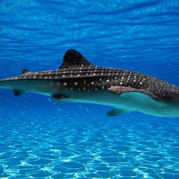 "Tiger shark. Sea cr…" başlıklı Dijital Sanat Radiy Bohem tarafından, Orijinal sanat, Dijital Fotoğrafçılık