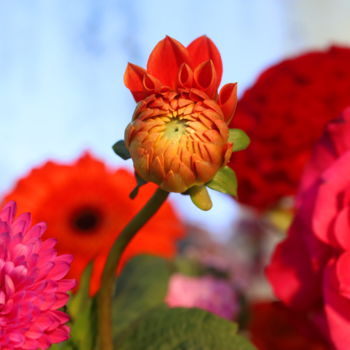 Photography titled "Infanta Dahlia" by Lindy Powers, Original Artwork, Digital Photography