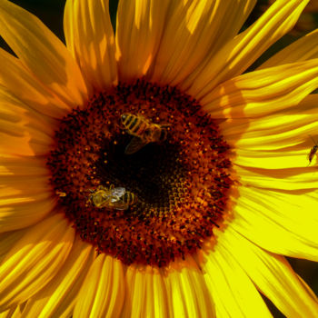 Photography titled "TRIOS SUR LUMIERE" by Blaise Lavenex, Original Artwork, Non Manipulated Photography