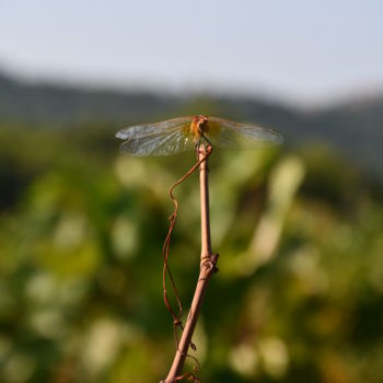 Photographie intitulée "sarment et libellule" par Martine Maury, Œuvre d'art originale, Photographie non manipulée