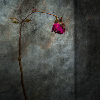 Photography titled "Révérence" by Jean-François Mansencal, Original Artwork, Digital Photography