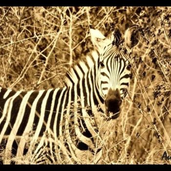 Photography titled "Zebra's of Africa" by Aud, Original Artwork