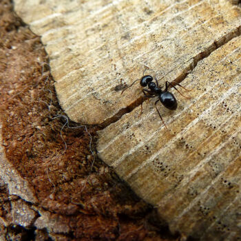 Photographie intitulée "La traversée" par Camille R., Œuvre d'art originale, Photographie non manipulée