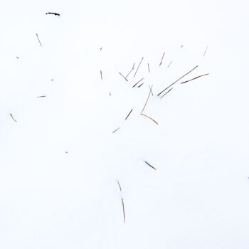 Photography titled "Brindilles" by Camille R., Original Artwork, Non Manipulated Photography