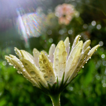 Photography titled "Beauté matinale.." by Janeon Photos, Original Artwork, Digital Photography