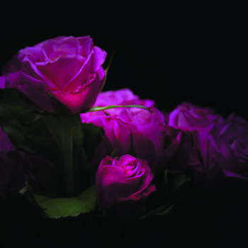 Φωτογραφία με τίτλο "Roses" από Jean-François Mansencal, Αυθεντικά έργα τέχνης, Ψηφιακή φωτογραφία
