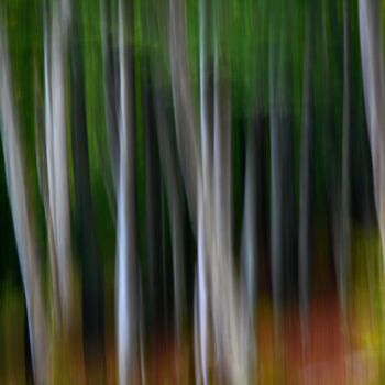 「Trees.....」というタイトルの写真撮影 Philippe Berthierによって, オリジナルのアートワーク, デジタル