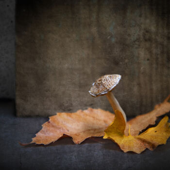 Photography titled "Champignon" by Jean-François Mansencal, Original Artwork, Digital Photography