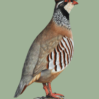 Disegno intitolato "Red-legged partridge" da Mikhail Vedernikov, Opera d'arte originale, Pastello