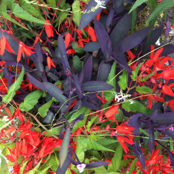 Photographie intitulée "Le mélange des coul…" par Camille R., Œuvre d'art originale, Photographie non manipulée