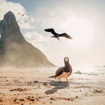 Fotografía titulada "Atobá e Fragata div…" por Breno Pessoa, Obra de arte original, Fotografía digital