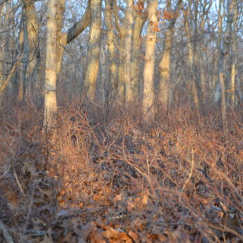 Photographie intitulée "LES SAISONS 8" par Nana Plamadeala-Kiritchenko, Œuvre d'art originale, Photographie non manipulée