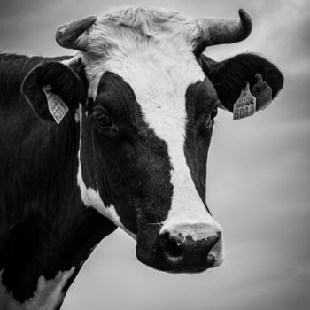 Photography titled "BOS TAURUS 007 - Va…" by Naep, Original Artwork, Digital Photography