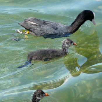 Photographie intitulée "Foulques en famille" par Camille R., Œuvre d'art originale, Photographie non manipulée